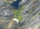 PICTURES/Glacier - The Loop Trail/t_Mountain Goat11a.jpg